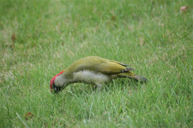 Image attach&eacute;e