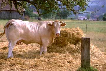 Image attach&eacute;e