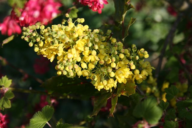 Image attach&eacute;e